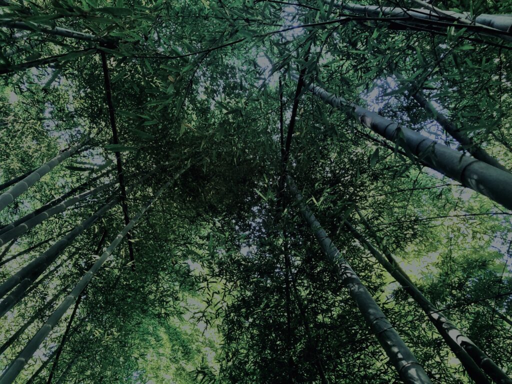 竹林,竹,竹やぶ,林,裏山,