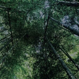 竹林,竹,竹やぶ,林,裏山,