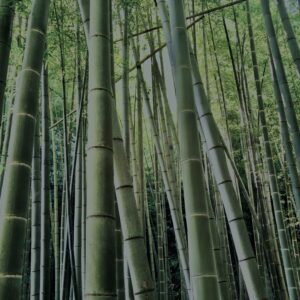 竹林,竹,竹やぶ,林,裏山,