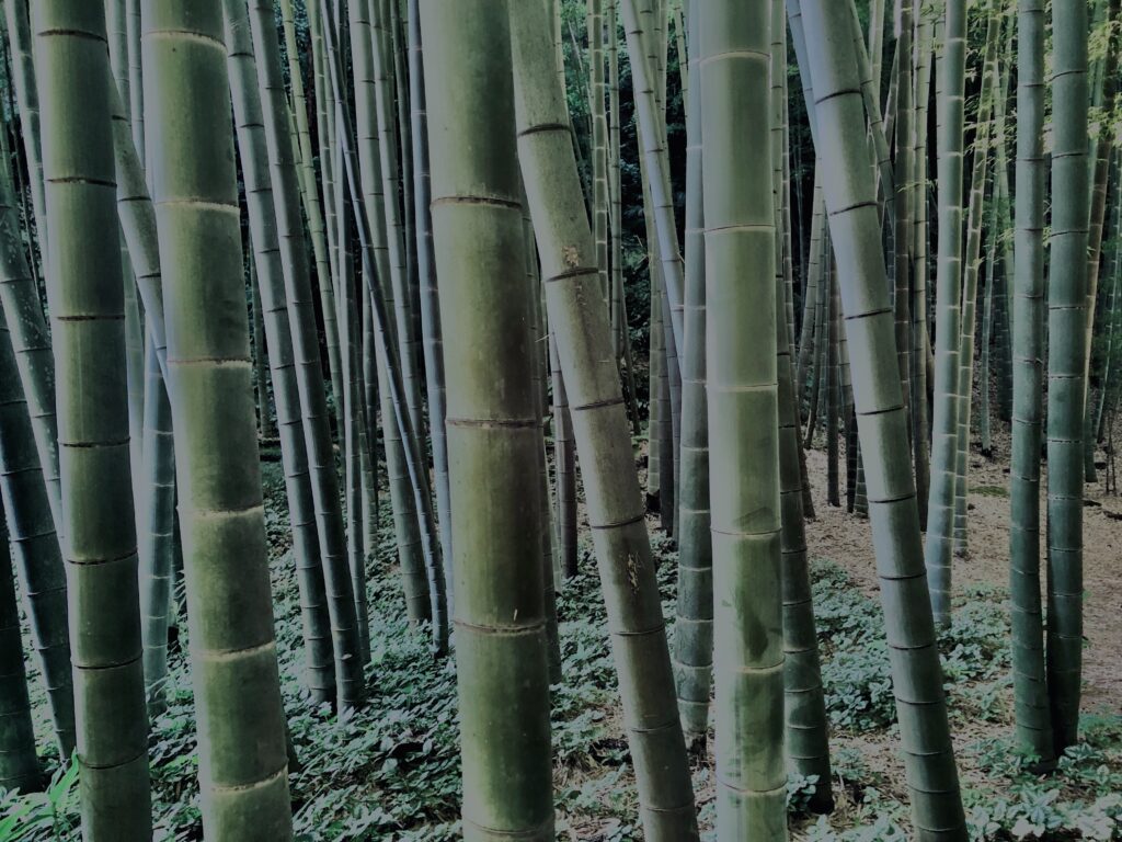 竹林,竹,竹やぶ,林,裏山,