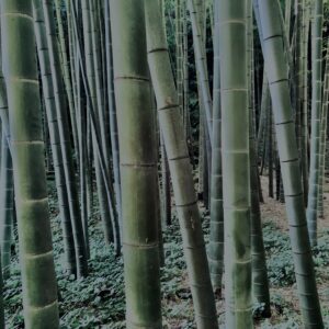 竹林,竹,竹やぶ,林,裏山,