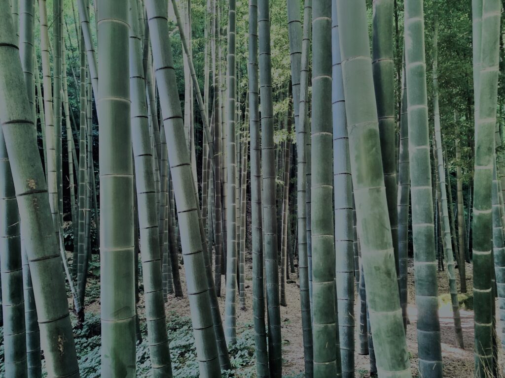 竹林,竹,竹やぶ,林,裏山,