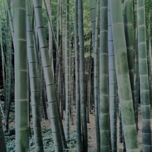 竹林,竹,竹やぶ,林,裏山,