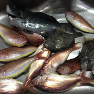 鮮魚,イトヨリ,メジナ,カワハギ,釣り魚,カサゴ,