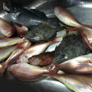 鮮魚,イトヨリ,メジナ,カワハギ,釣り魚,カサゴ,