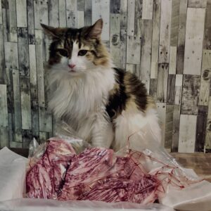 和牛,山形牛,サーロイン,猫,猫ごはん,