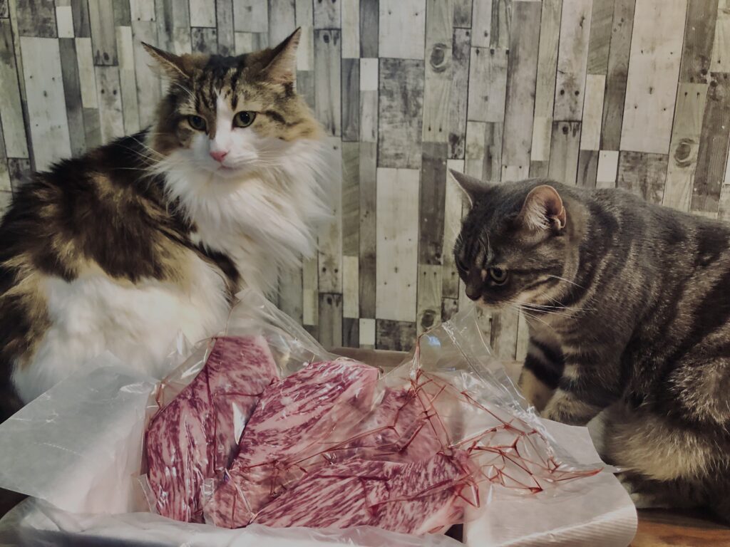 和牛,山形牛,サーロイン,猫,猫ごはん,