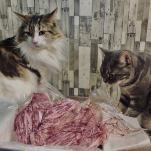 和牛,山形牛,サーロイン,猫,猫ごはん,