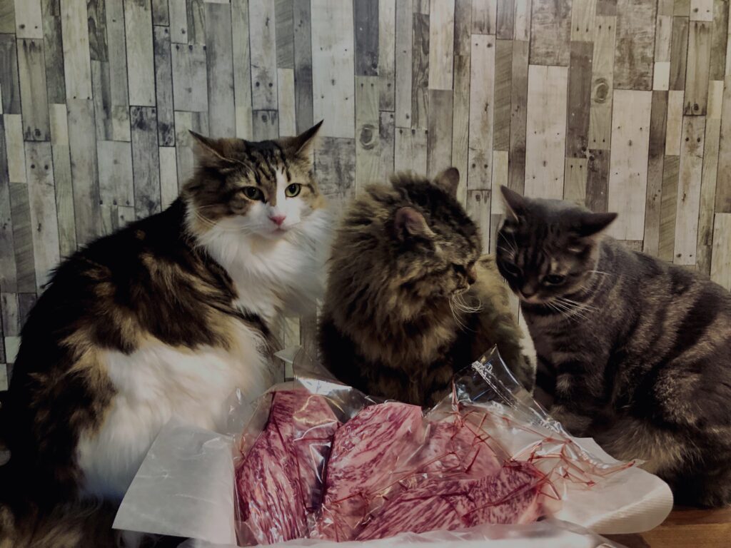 和牛,山形牛,サーロイン,猫,猫ごはん,