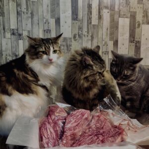 和牛,山形牛,サーロイン,猫,猫ごはん,