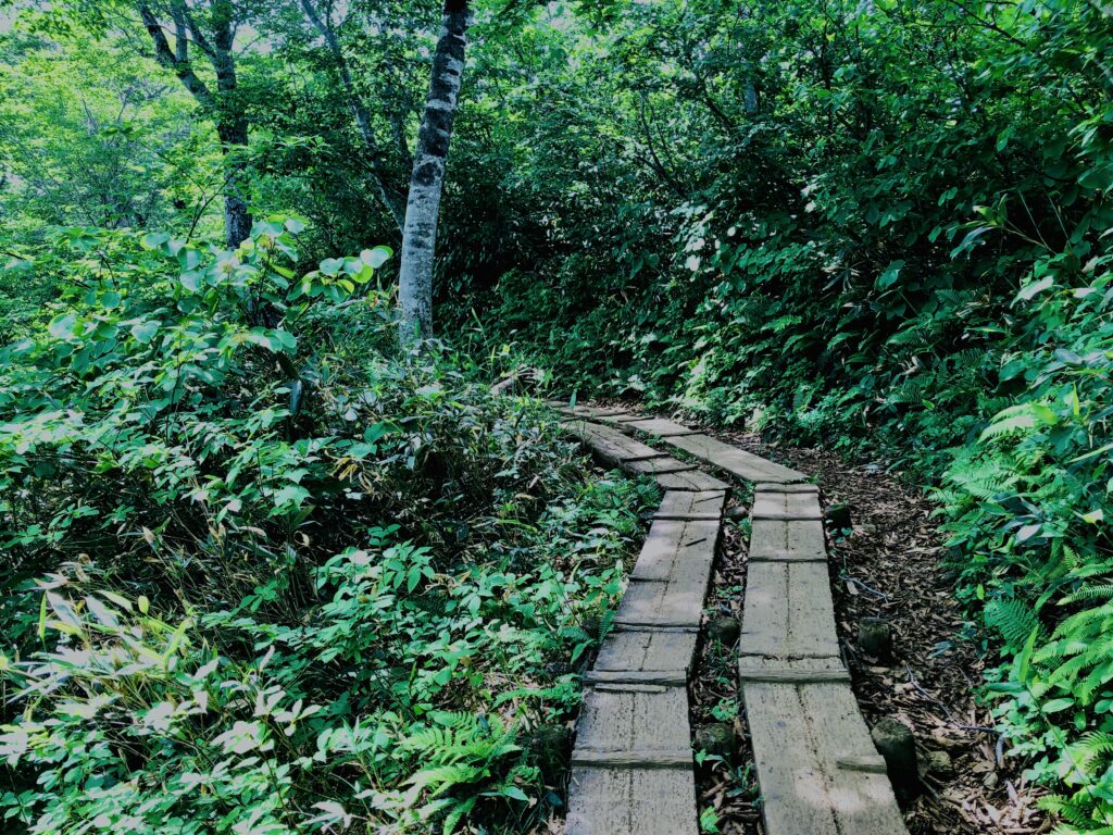 谷川岳,緑,新緑,登山,トレッキング,群馬,山,