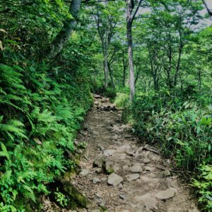 谷川岳,緑,新緑,登山,トレッキング,群馬,山,