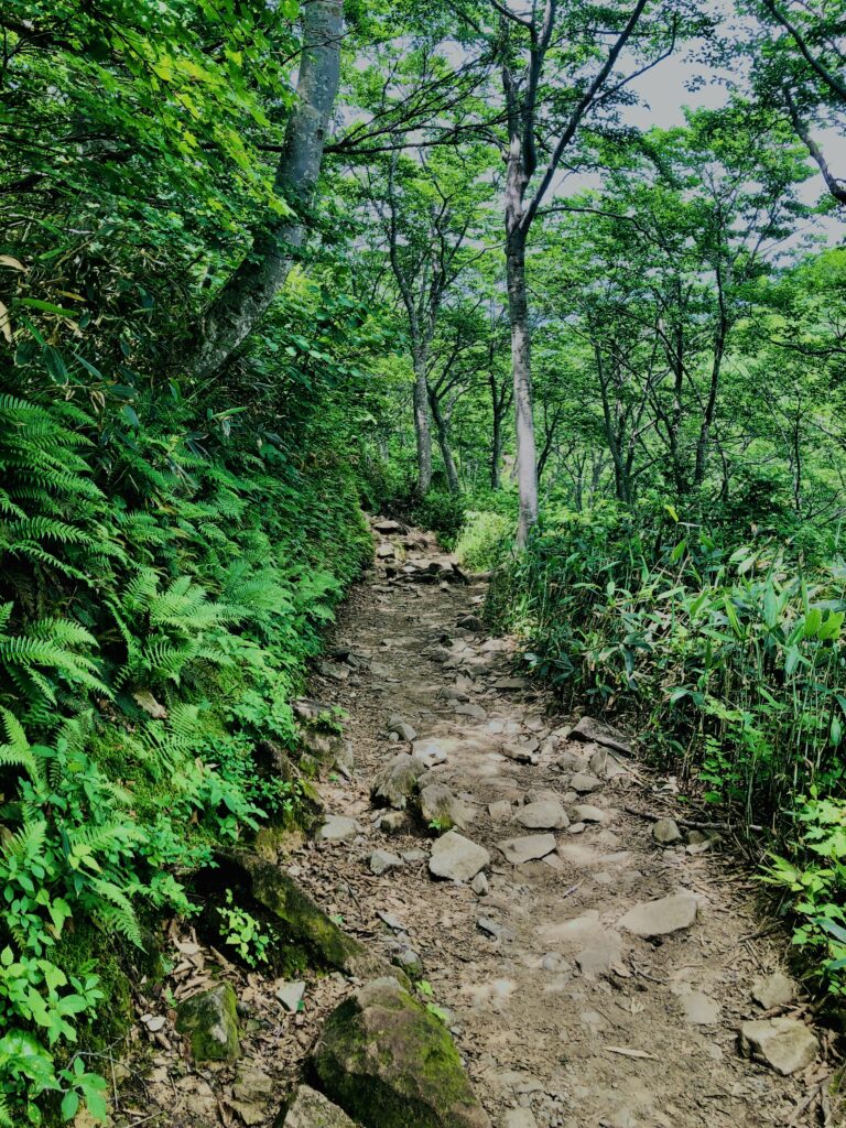 谷川岳,緑,新緑,登山,トレッキング,群馬,山,