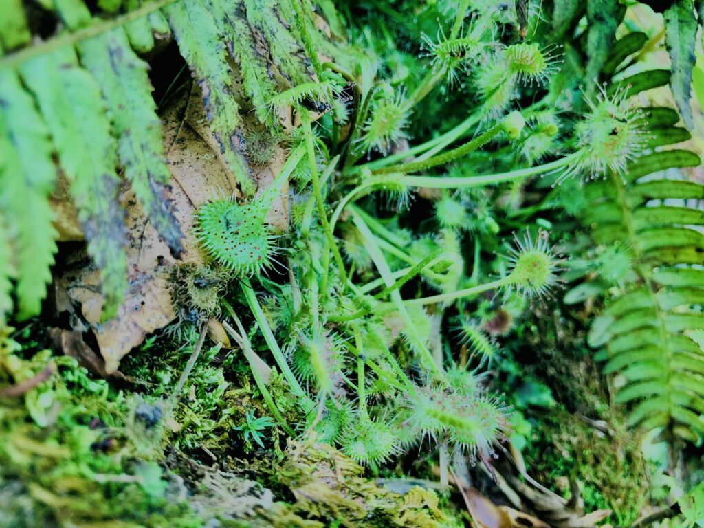 谷川岳,緑,新緑,登山,トレッキング,群馬,山,