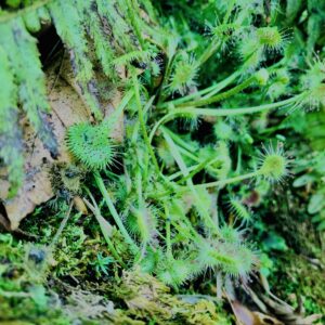 谷川岳,緑,新緑,登山,トレッキング,群馬,山,