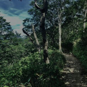 玉原湿原,湿原,群馬,水辺,池,