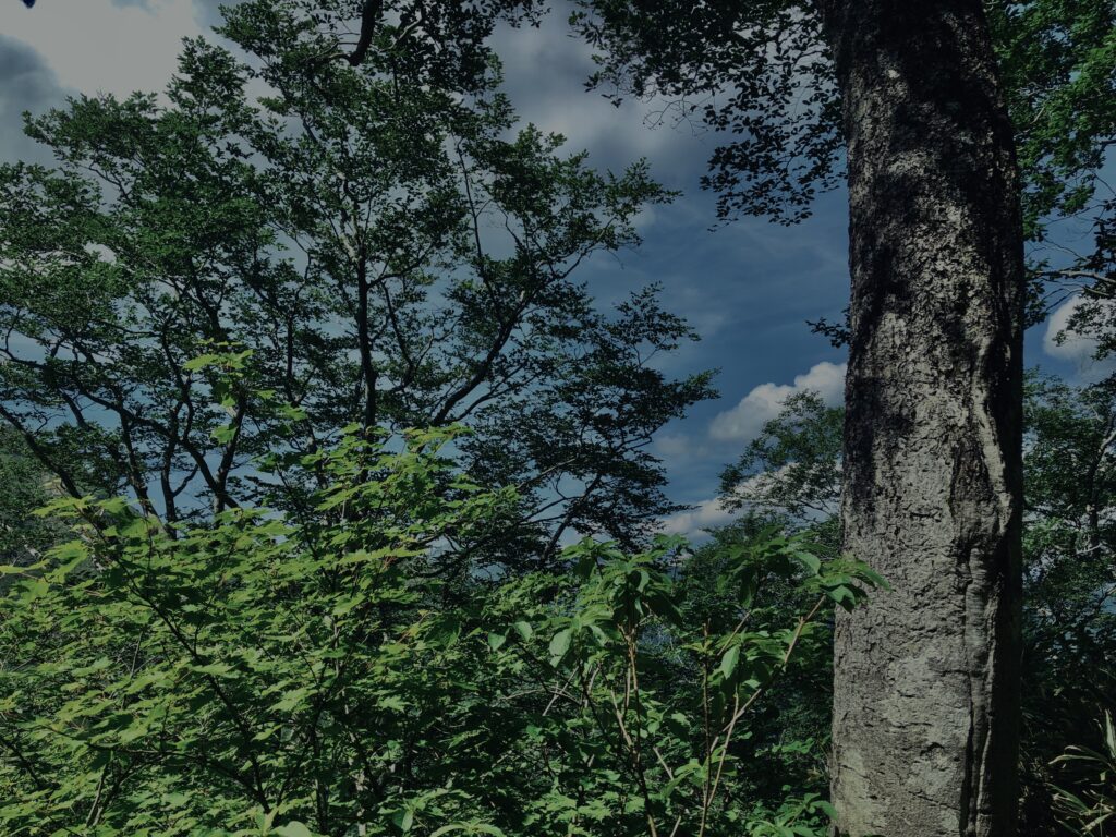 玉原湿原,湿原,群馬,水辺,池,