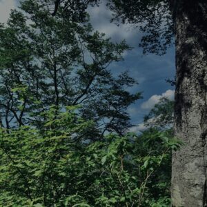 玉原湿原,湿原,群馬,水辺,池,