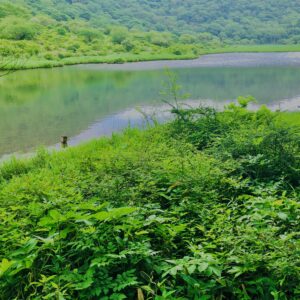 玉原湿原,湿原,群馬,水辺,池,
