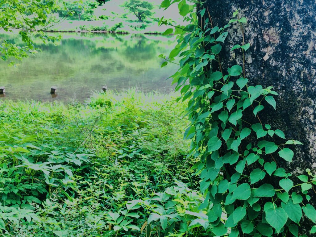 玉原湿原,湿原,群馬,水辺,池,