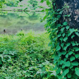 玉原湿原,湿原,群馬,水辺,池,