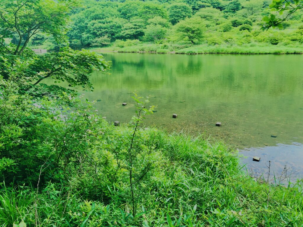 玉原湿原,湿原,群馬,水辺,池,