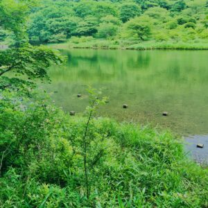 玉原湿原,湿原,群馬,水辺,池,