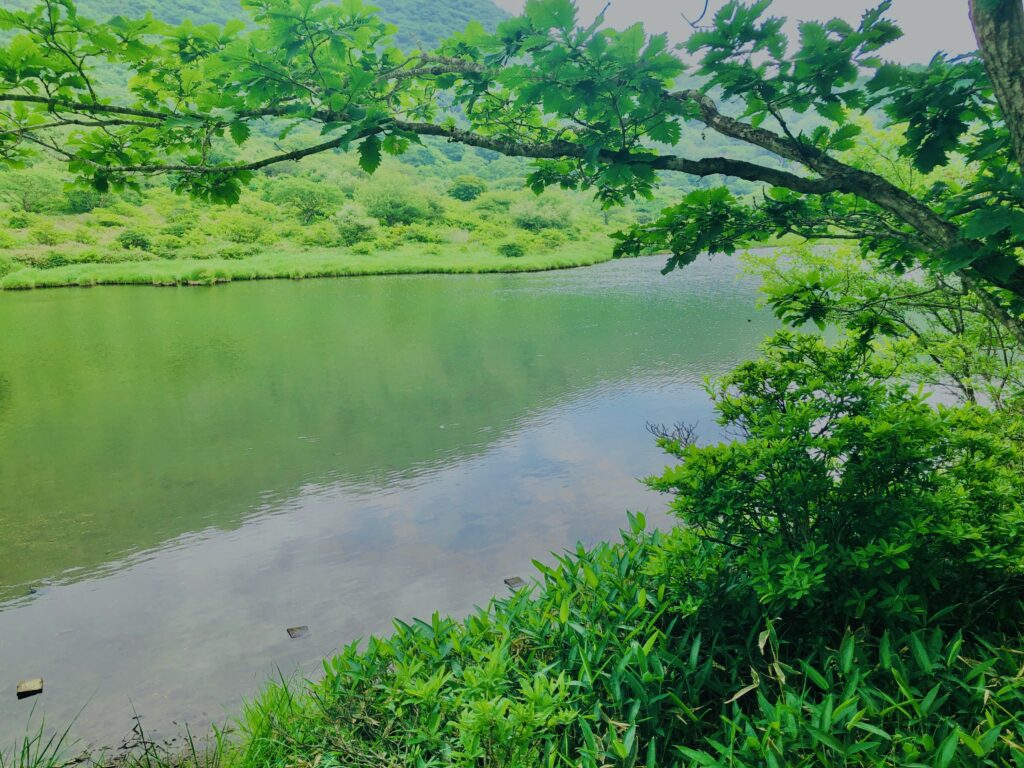 玉原湿原,湿原,群馬,水辺,池,