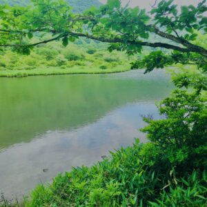 玉原湿原,湿原,群馬,水辺,池,