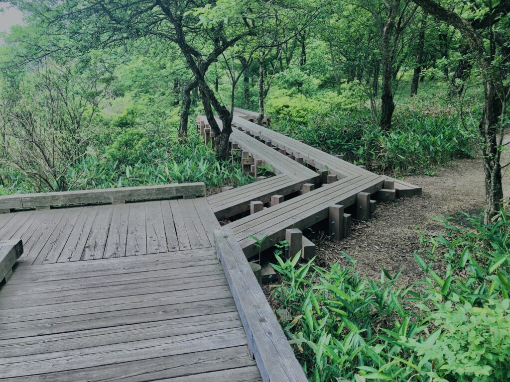 玉原湿原,湿原,群馬,水辺,池,