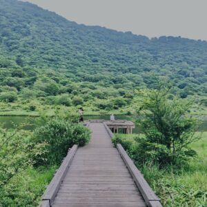 玉原湿原,湿原,群馬,水辺,池,