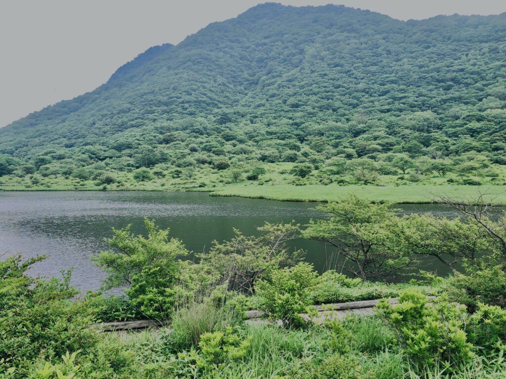 玉原湿原,湿原,群馬,水辺,池,