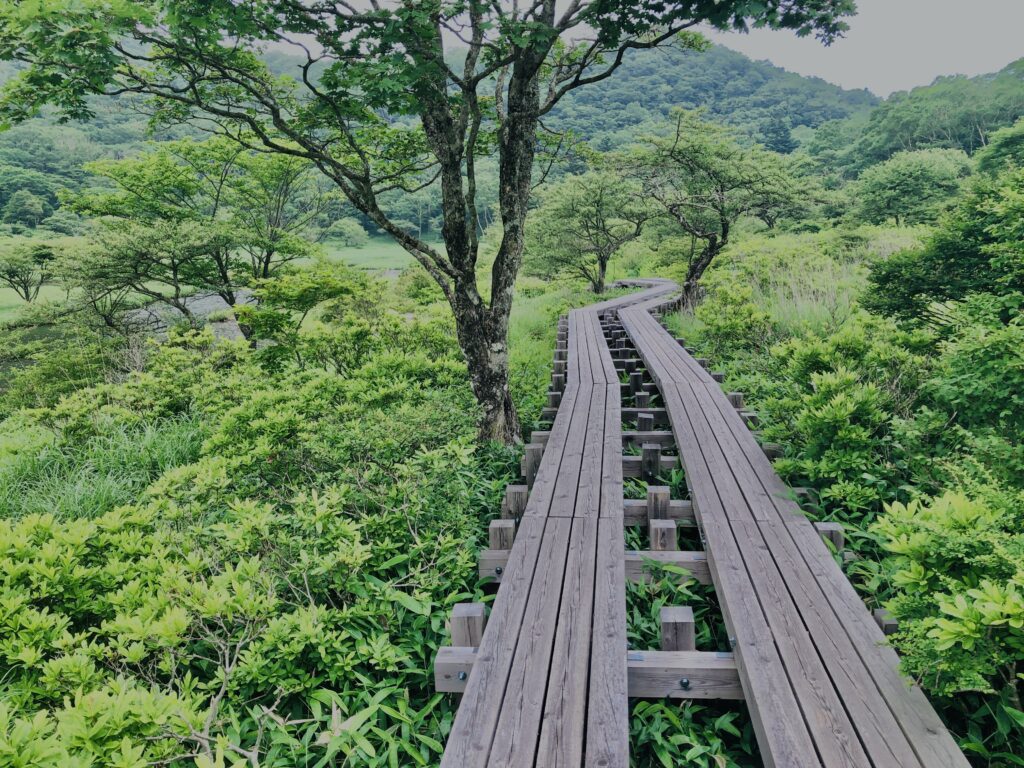 玉原湿原,湿原,群馬,水辺,池,