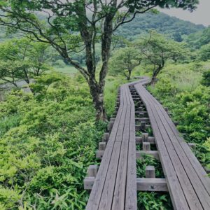 玉原湿原,湿原,群馬,水辺,池,