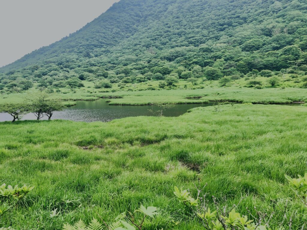 玉原湿原,湿原,群馬,水辺,池,
