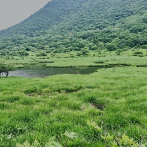 玉原湿原,湿原,群馬,水辺,池,