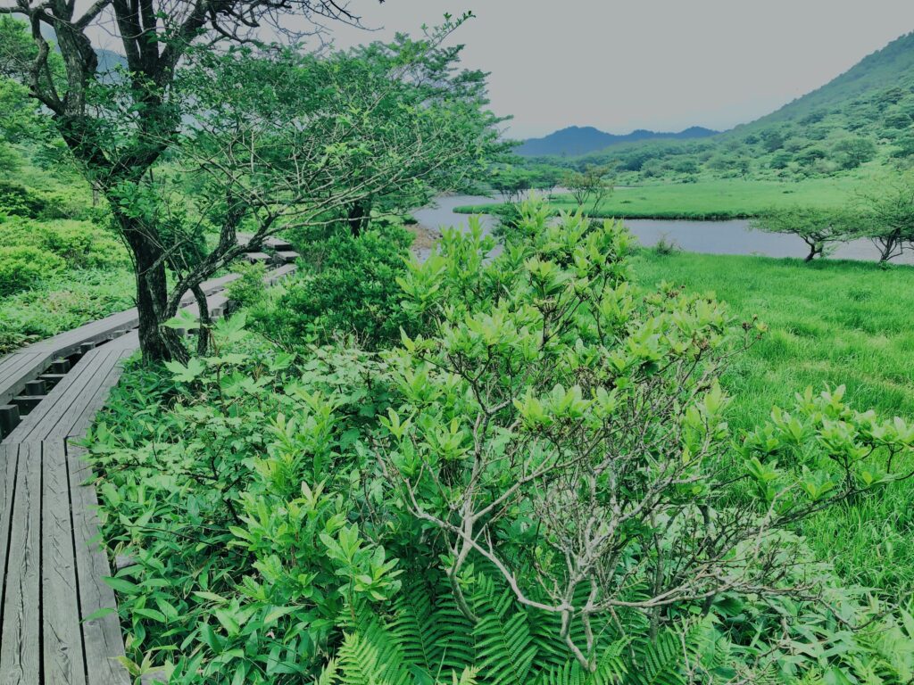 玉原湿原,湿原,群馬,水辺,池,
