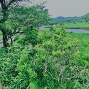 玉原湿原,湿原,群馬,水辺,池,