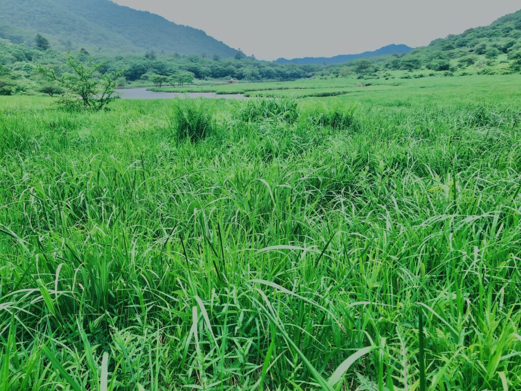 玉原湿原,湿原,群馬,水辺,池,