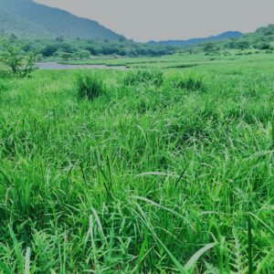 玉原湿原,湿原,群馬,水辺,池,