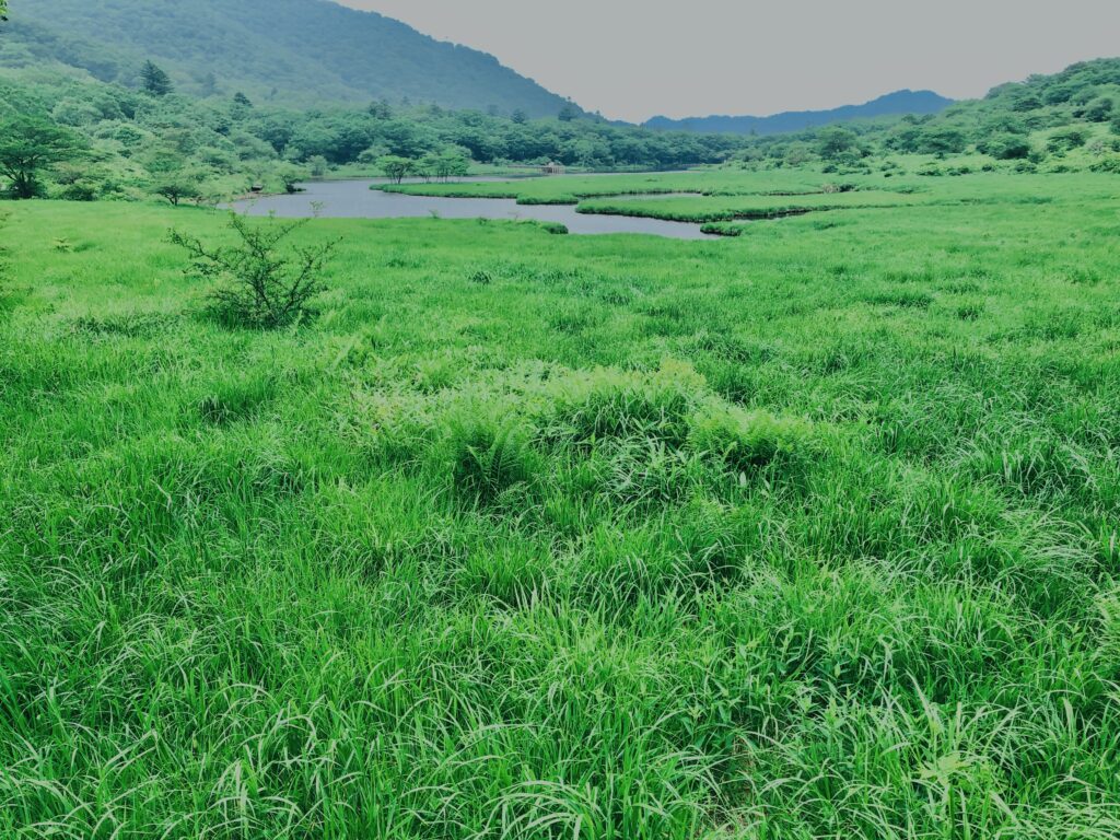 玉原湿原,湿原,群馬,水辺,池,