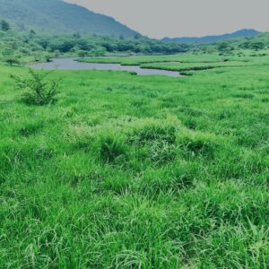 玉原湿原,湿原,群馬,水辺,池,