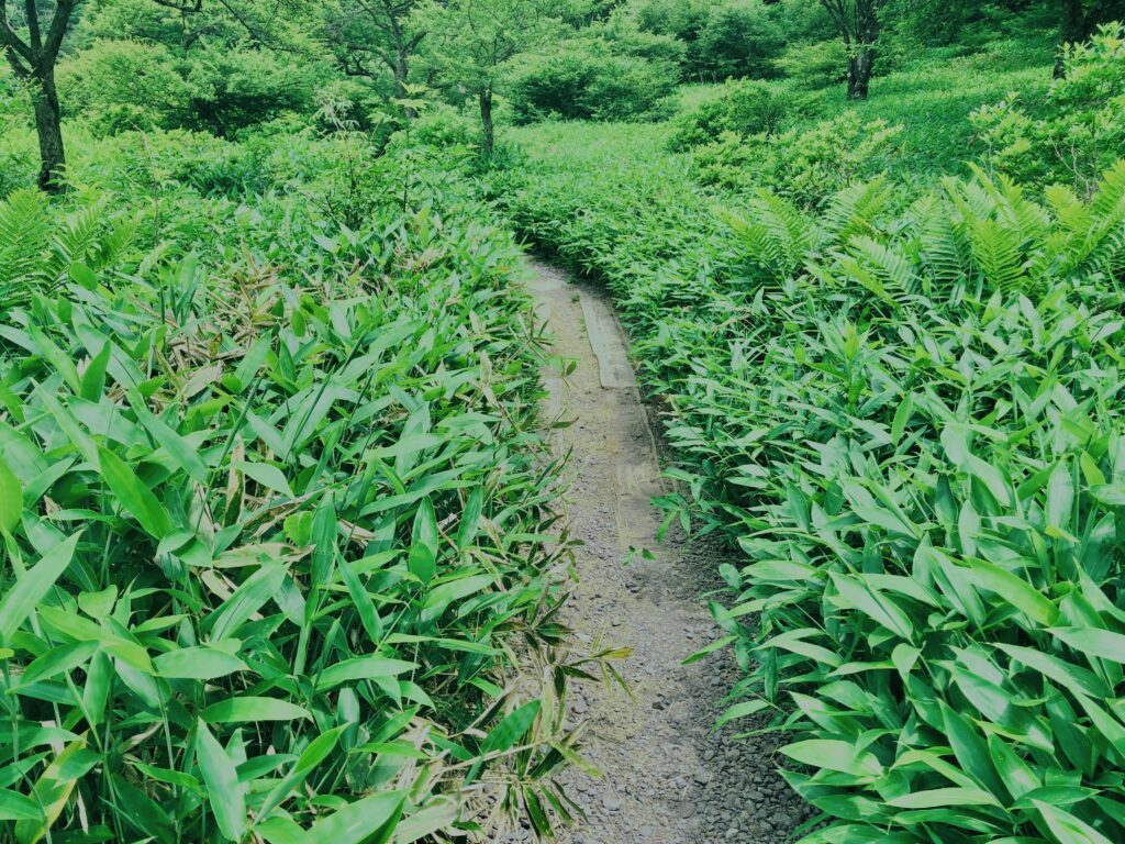 玉原湿原,湿原,群馬,水辺,池,
