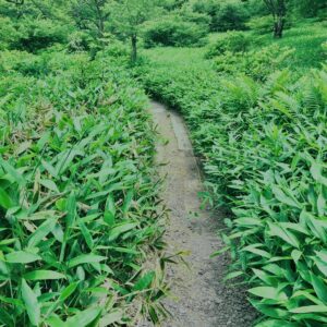 玉原湿原,湿原,群馬,水辺,池,