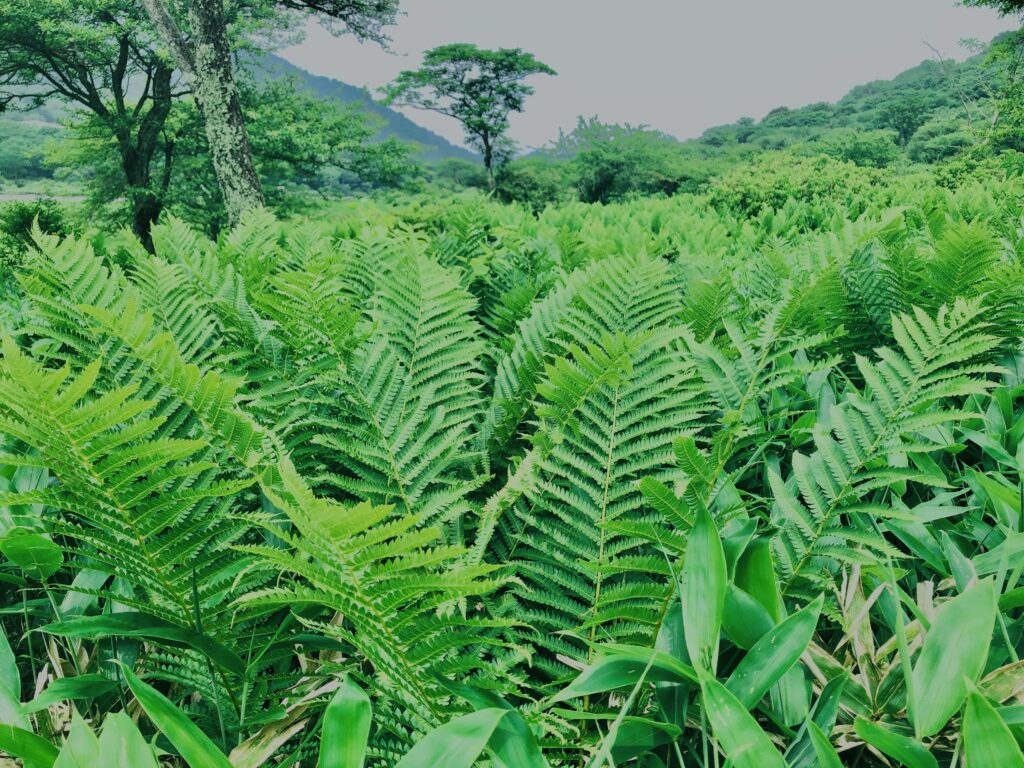 玉原湿原,湿原,群馬,水辺,池,