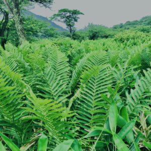 玉原湿原,湿原,群馬,水辺,池,