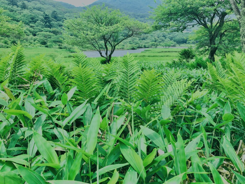 玉原湿原,湿原,群馬,水辺,池,