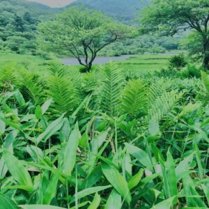 玉原湿原,湿原,群馬,水辺,池,