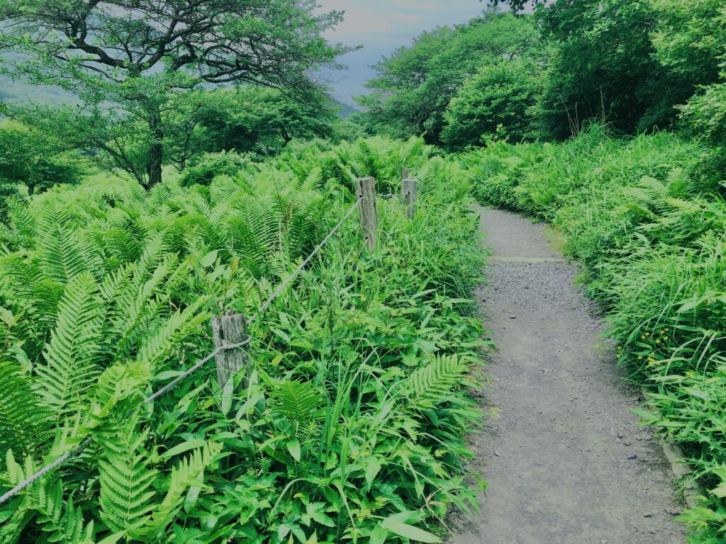 玉原湿原,湿原,群馬,水辺,池,
