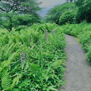 玉原湿原,湿原,群馬,水辺,池,